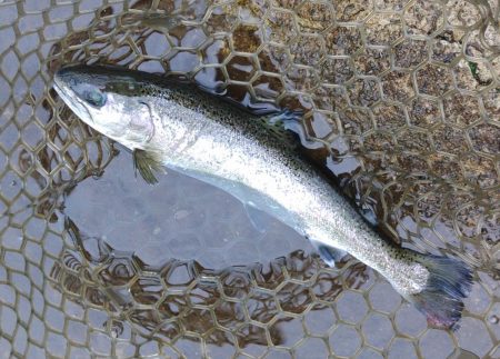 水面が熱い！ ～平谷湖フィッシングスポット～